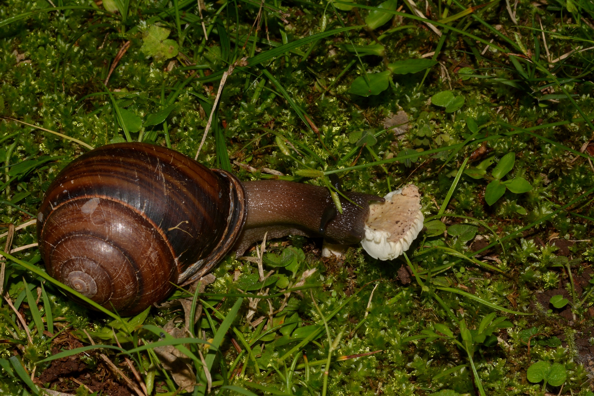 Представитель Семейства Caryodidae